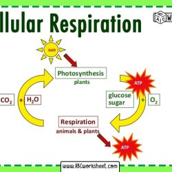 Photosynthesis and cellular respiration worksheet answer key