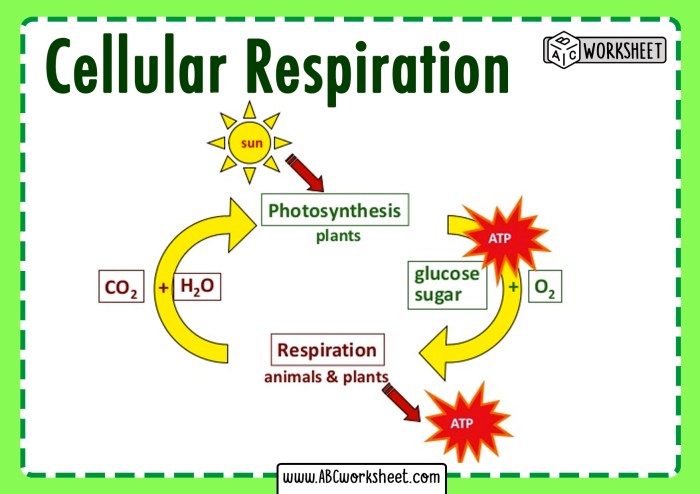 Photosynthesis and cellular respiration worksheet answer key