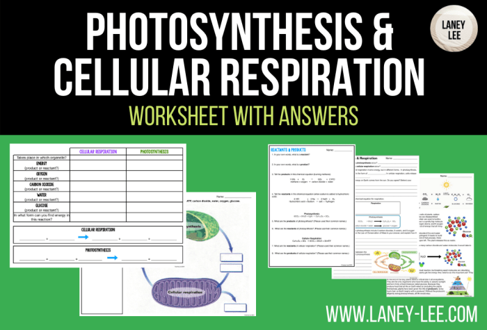 Photosynthesis and cellular respiration worksheet answer key