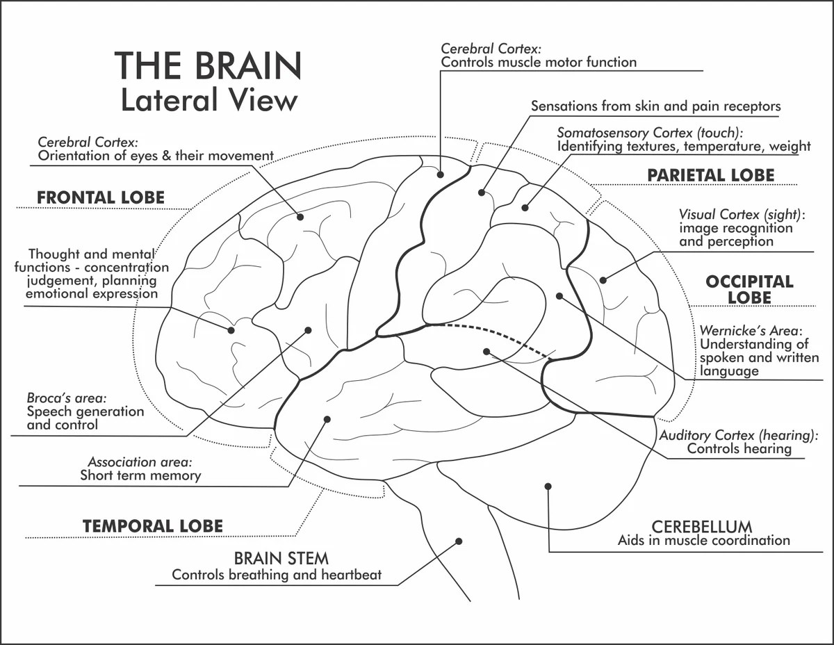 Ap psychology battle of the brains answer key