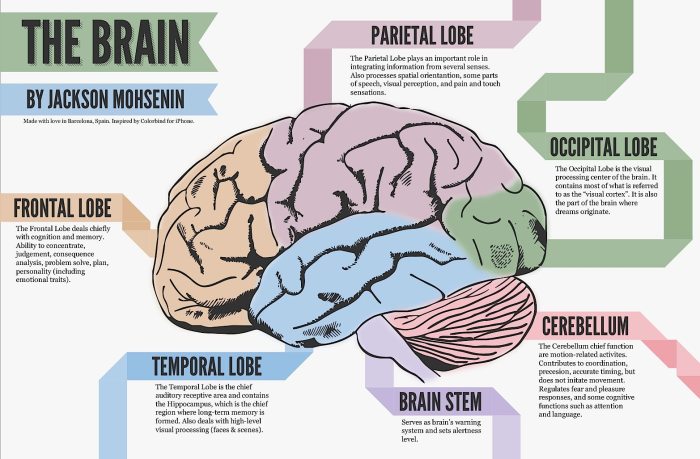 Ap psychology battle of the brains answer key