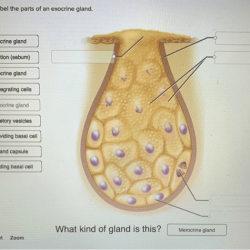 Gland exocrine correctly label parts cell adjust problems award point pdf reached ve end preview