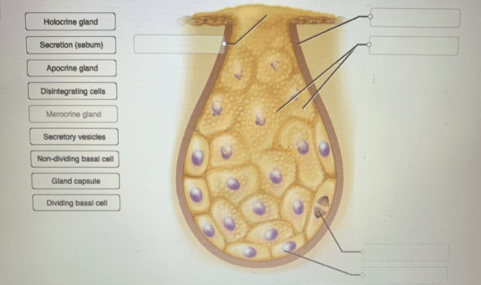 Gland exocrine correctly label parts cell adjust problems award point pdf reached ve end preview