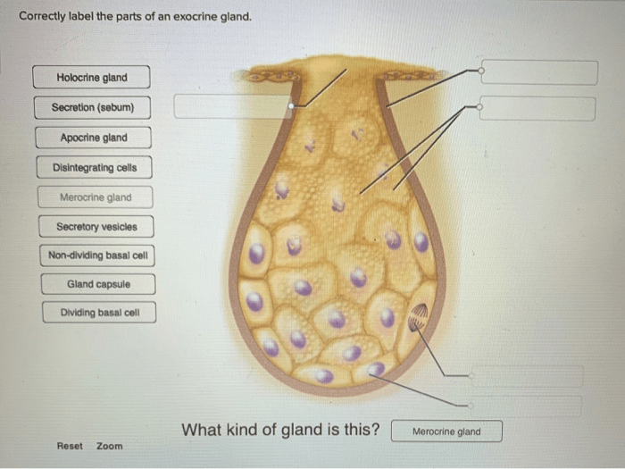 Gland exocrine correctly label parts cell adjust problems award point pdf reached ve end preview