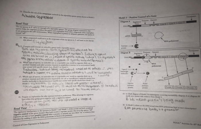 Control of gene expression in prokaryotes pogil answers pdf