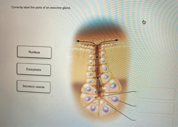 Correctly label the parts of an exocrine gland