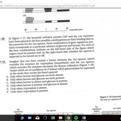 Control of gene expression in prokaryotes pogil answers pdf