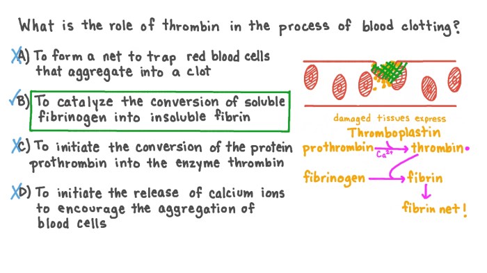 If thrombin levels were low coagulation would be difficult because